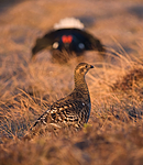 BB 08 0105 / Tetrao tetrix / Orrfugl